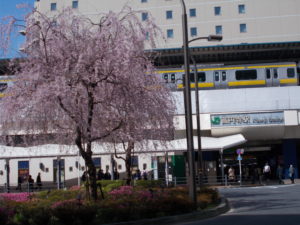 高円寺駅の桜